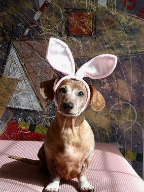 easterbunny.JPG.jpg