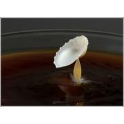milk_drops_015.jpg