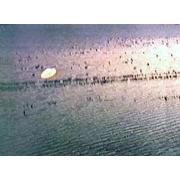 ufo-1.jpg